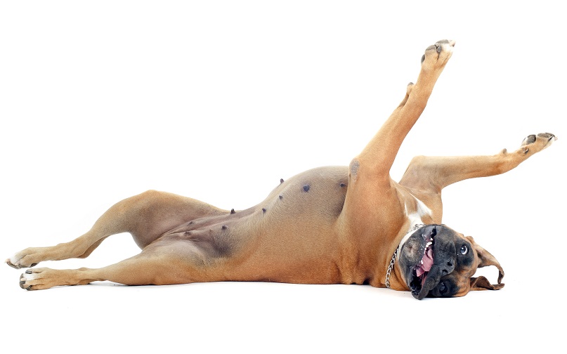 Boxer dog happily rolls on her back