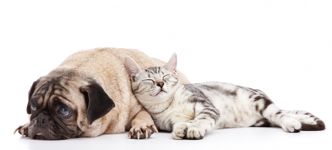 Cat and a dog sleeping peacefully because they are covered by pet insurance