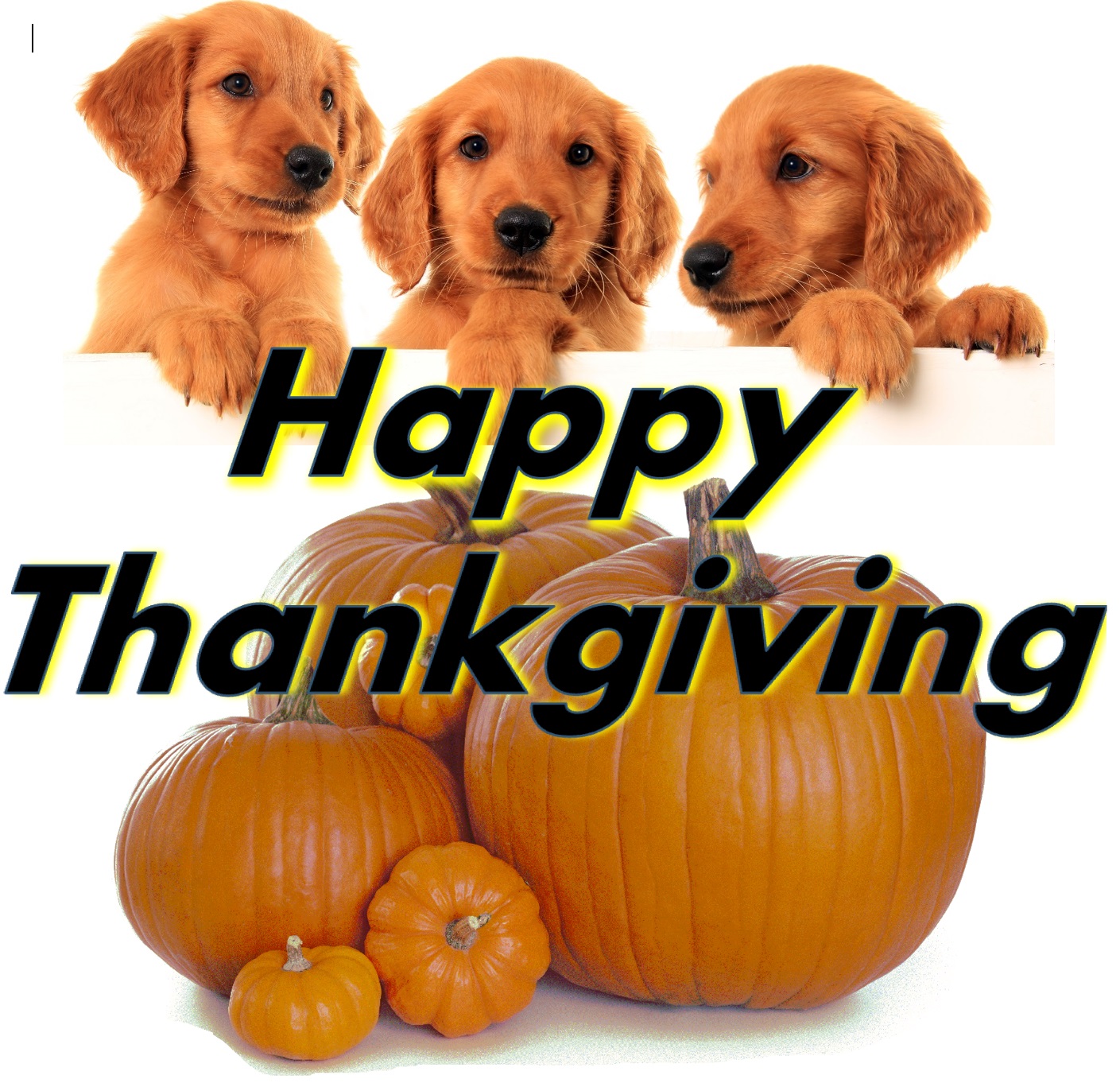 Happty Thanksgiving with for golden retreiver puppies.